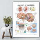 Human Anatomy of the Brain Poster Anatomical Chart Human Body Medical Education