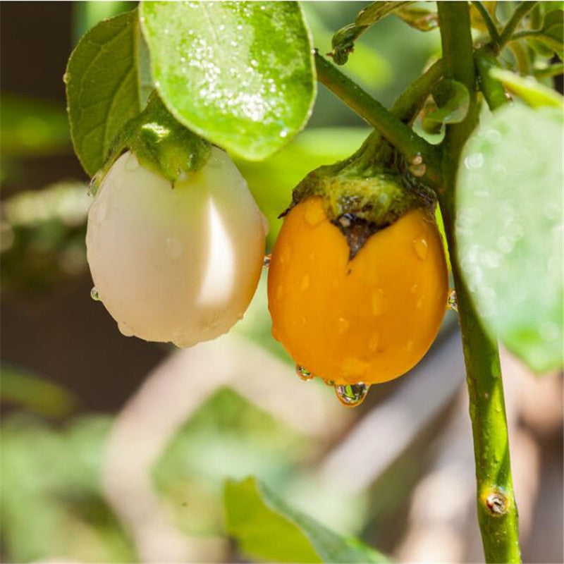 Egrow 100 Pcs/Pack Tomato Seeds White Tomato Organic Bonsai Home Vegetable Seeds Small Middle Large