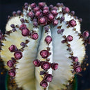 Egrow 10Pcs/Pack Eriosyce Senilis Cactus Seeds Garden Bonsai Succulent Flower Seeds