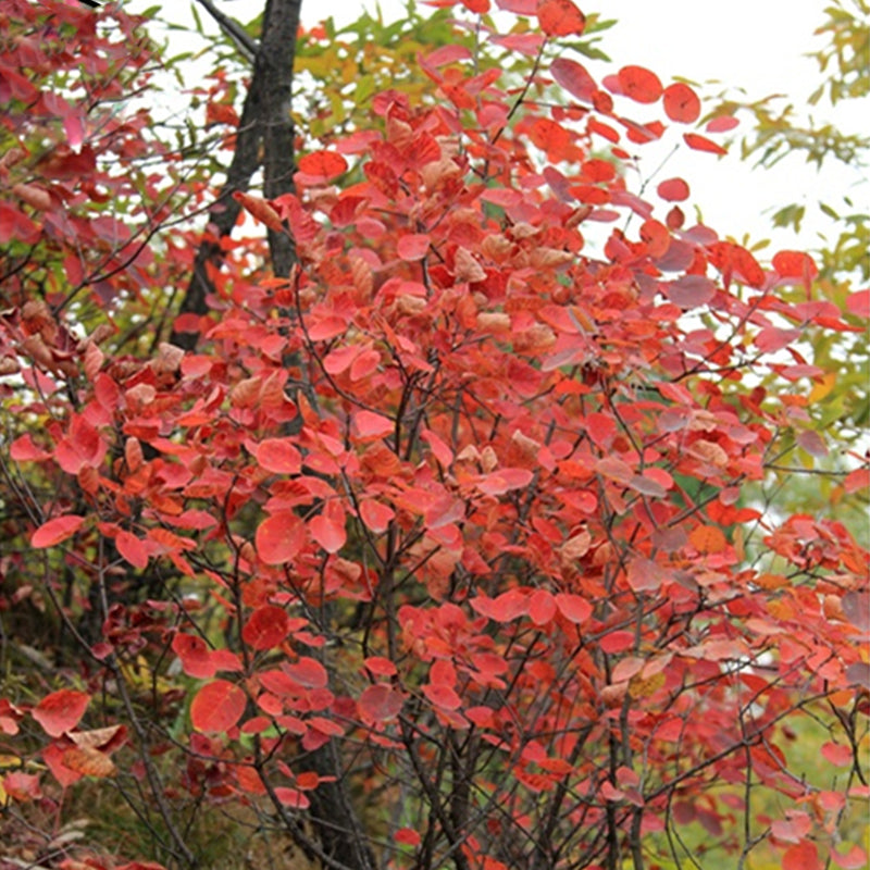 Egrow 30 Pcs/Pack Cotinus Seeds Cotinus Tree Semente Plant Cotinus Coggygria