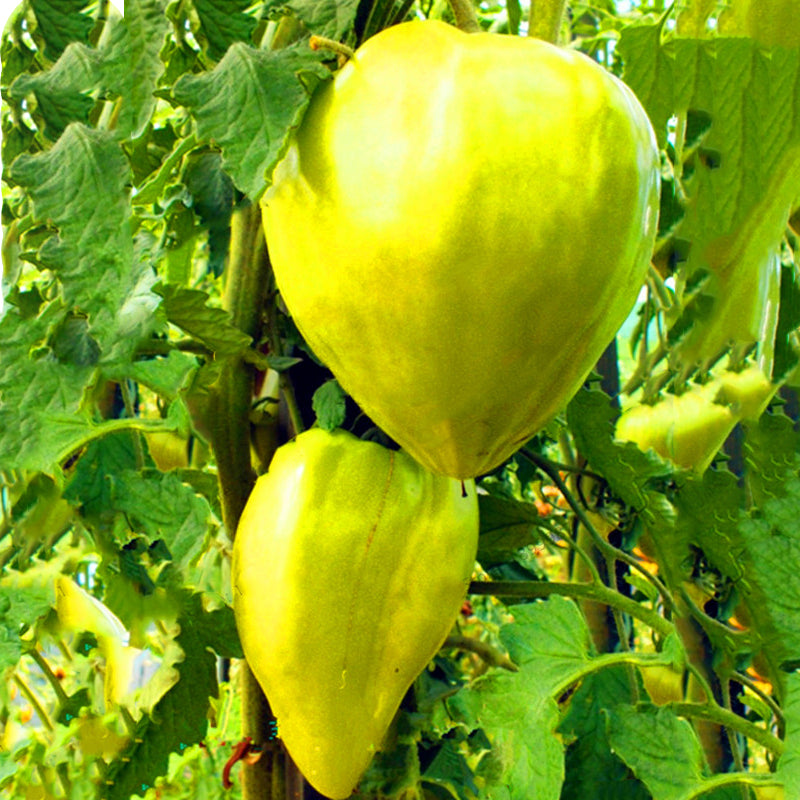 Egrow 100 Pcs/Pack Giant Tomato Seeds Organic Fruit Red Strawberry Tomato Bonsai Fresh Vegetable Solanum lycopersicum Potted Plants