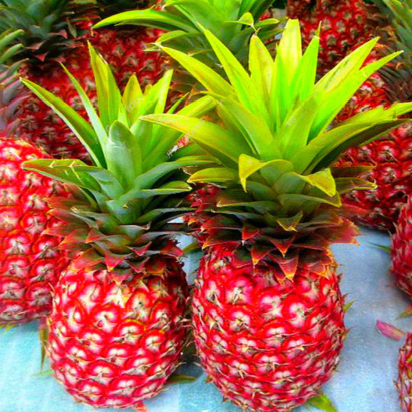 Egrow 100 Pcs/Bag Pineapple Seeds Dwarf Pineapple Plantas Tree Fruit Rare Bonsais Plant Bonsai For Home Garden Decoration