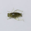 ZANLURE 50pcs/set 2.5cm 0.6g Soft Lure Artificial Cricket Bait Fishing Lure Insect Bait