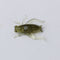 ZANLURE 50pcs/set 2.5cm 0.6g Soft Lure Artificial Cricket Bait Fishing Lure Insect Bait