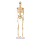 Mini Detachable Human Skeleton Bone Model Removable Arms Legs w Metal Stand Anatomical Medical Model