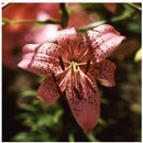 Egrow 100Pcs/Pack Perfume Lily Seeds Home Indoor Bonsai Flower Plants Seeds