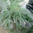 Egrow 50 Pcs/Pack Lespedeza Seeds Lespedeza Semente Plant Lespedeza Bicolor Tree