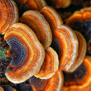 Egrow 50Pcs/Pack Lucidum Seeds Edible Health Vegetable Reishi Mushrooms Seeds Garden Farm Plants