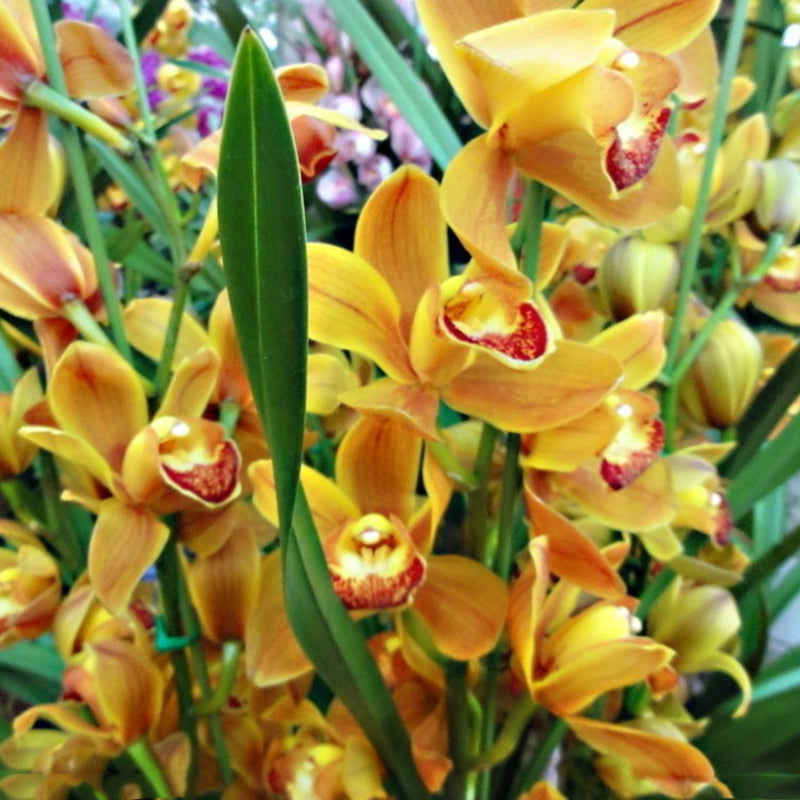 Egrow 30PCS/Pack Cymbidium Orchid Seeds Dark Red Cymbidium Orchid Bonsai Home Garden Flower Bonsai Indoor Potted Plants