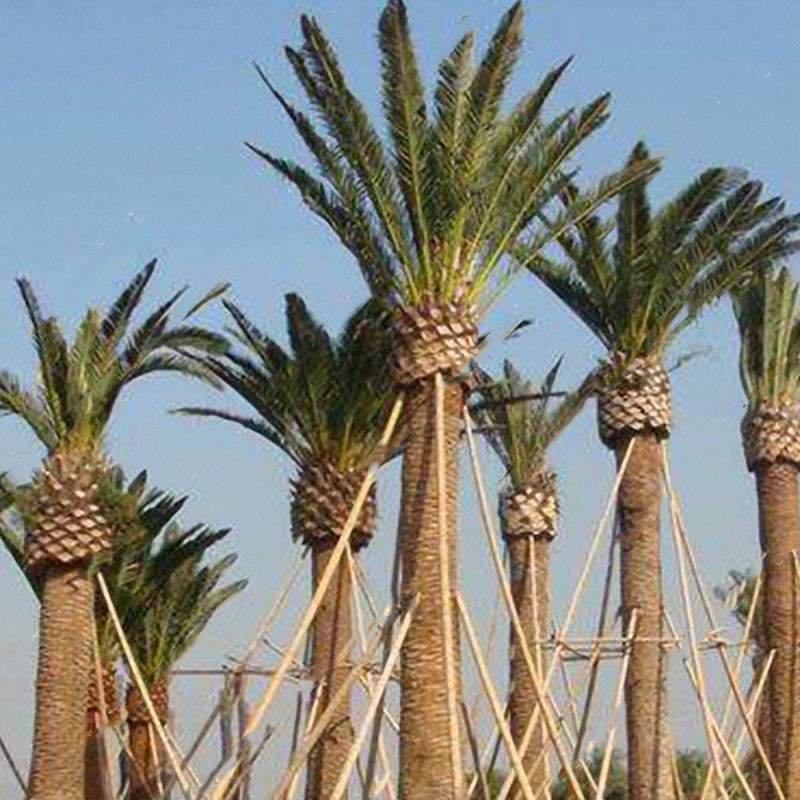 Egrow10Pcs/Bag Rare Medjool Date Seeds Sweet Organic Fruit Seeds Natural Date Palm Tree Seeds