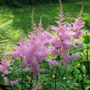 Egrow 50 Pcs/Pack Astilbe Seeds Chinese Astilbe Plant Astilbe Chinensis Flower Seeds