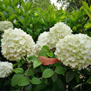 Egrow 30 Pcs/Pack Viburnum Macrocephalum Tree Seeds Flower Seeds Home Garden Decoration