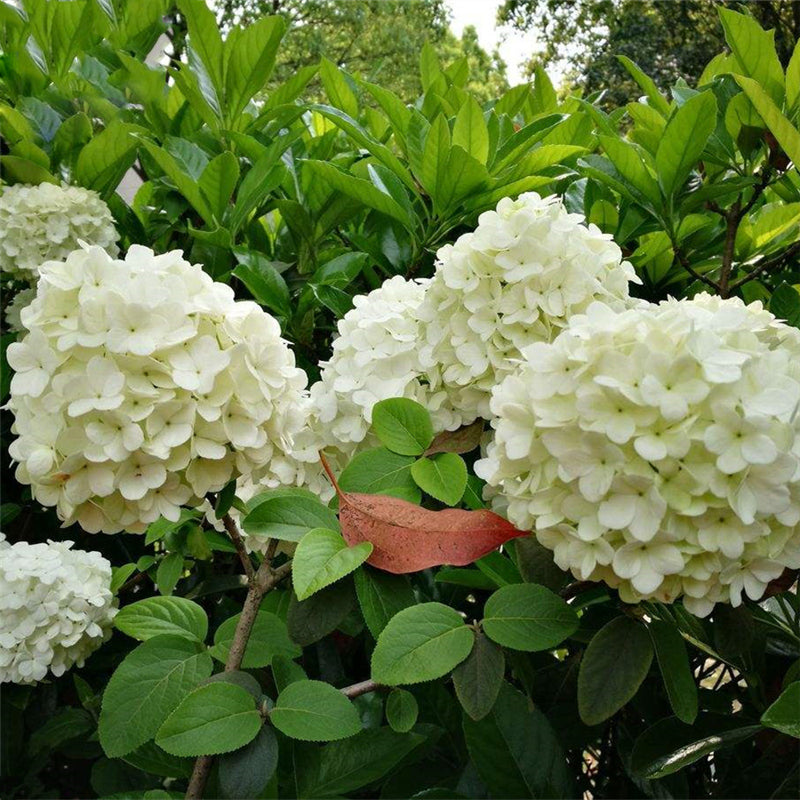 Egrow 30 Pcs/Pack Viburnum Macrocephalum Tree Seeds Flower Seeds Home Garden Decoration