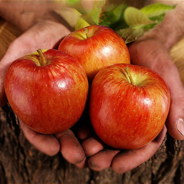Egrow 100 Pcs/Pack Apple Tree Seeds Garden and Home Potted Fruit Red Apple Seed Bonsai Plants