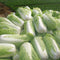 100Pcs Chinese Delicious Cabbage Seeds Nutritious Green Vegetable Seeds Brassica Plants Garden