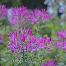 Egrow 100 Pcs/Pack Spiderflowe Seeds Bonsais Balcony Garden Greening Project Greening Bonsais Planting Potted Plants