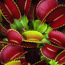 Egrow 100Pcs/Pack Catchfly Potted Plant Seeds Garden Venus Fly Trap Insectivorous Plant