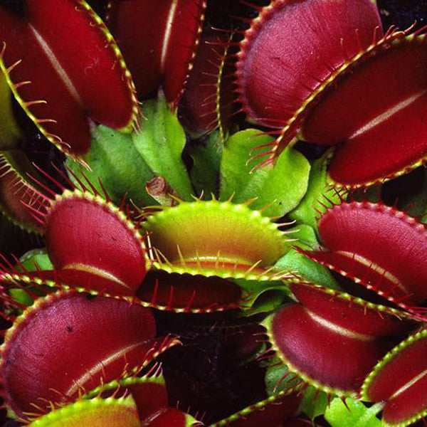 Egrow 100Pcs/Pack Catchfly Potted Plant Seeds Garden Venus Fly Trap Insectivorous Plant