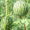 20Pcs Watermelon Multi-color Flesh Magic Garden Seeds Summer Cool Fruit Garden Farm Landscape
