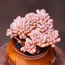 Egrow 100Pcs/Pack Japanese Succulents Seeds Mix Color Home & Garden Bonsai Plants Flower Potted Seed
