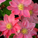Egrow 100 Pcs/Pack Clematis Plants Flower Seeds Clematis Vines Bonsai Flower Perennial Flowers Climbing Clematis Plants