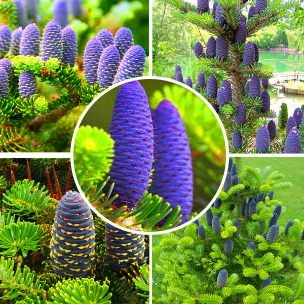 Egrow 50Pcs/Pack Abies Seeds Christmas Tree Home Garden Bonsai Flower Tree Seeds Garden Plants