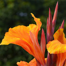 Egrow 10Pcs/Pack Canna Seeds Plants Indoor Outdoor Pot Flower Seed Home Garden Yard Bonsai