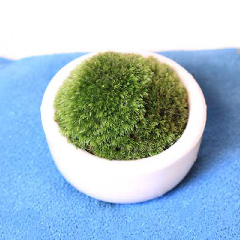 Egrow 100 Pcs/Pack Moss Seeds Resurrection Plant Rose Of Jericho Dinosaur Plant Air Fern Spike Moss