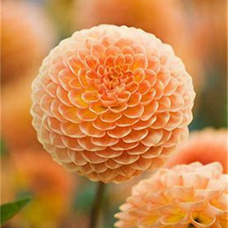 Egrow 100 PCS Giant Allium Giganteum Globemaster Beautiful Flower Seeds Garden Plant Seed