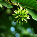 Egrow 50 Pcs/Pack Camptotheca Seeds Camptotheca Tree Plant Home Garden Tree