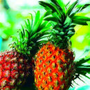 Egrow 100 Pcs/Bag Pineapple Seeds Dwarf Pineapple Plantas Tree Fruit Rare Bonsais Plant Bonsai For Home Garden Decoration
