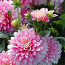 Egrow 10 Pcs/Pack Dahlia Seeds Dahlia Bulbs Exotic Rare Plants Bonsai Perennial Flower Bulbs Garden