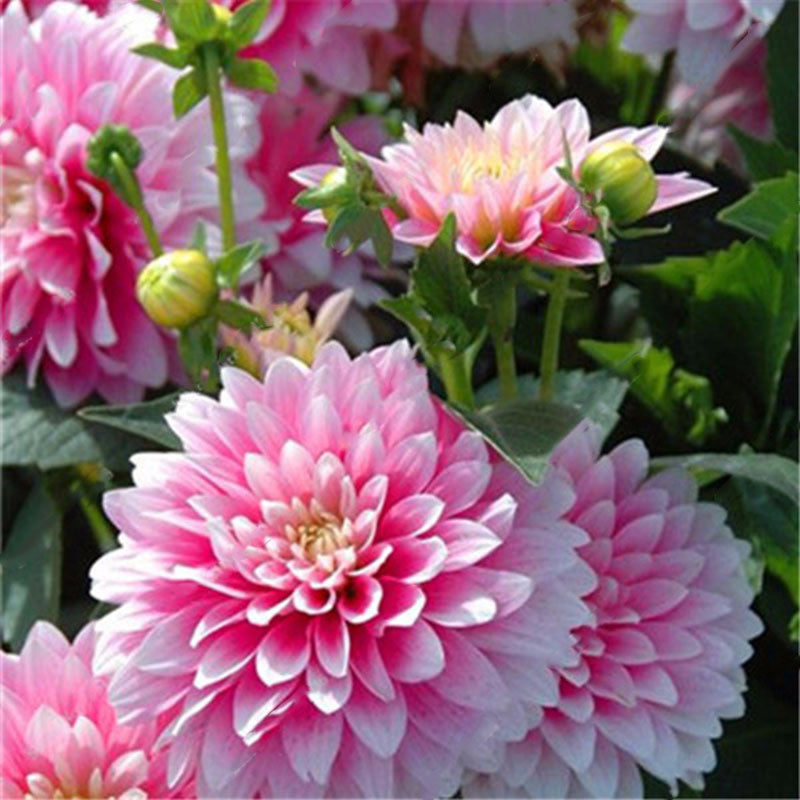 Egrow 10 Pcs/Pack Dahlia Seeds Dahlia Bulbs Exotic Rare Plants Bonsai Perennial Flower Bulbs Garden