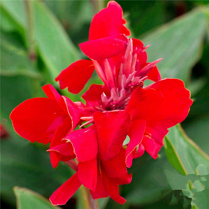 Egrow 100Pcs/Pack Canna Lily Seeds Garden Outdoor Bonsai Tropical Bronze Scarlet Flower Seeds