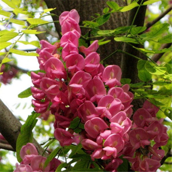 Egrow 50 Pcs/Pack Sophora Tonkinensi Tree Seeds Sophora Tonkinensi Tree Plant Flower Seeds
