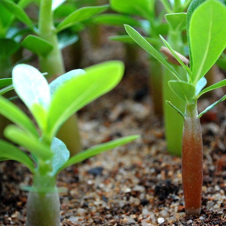 Egrow 5Pcs/Pack Brown Black Desert Rose Seeds Balcony Bonsai Ornamental Flowers Adenium Plants