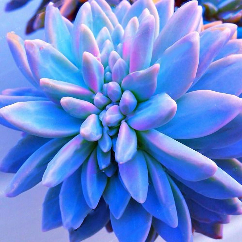 Egrow 200PCS Echeverione Succulent Seeds Mixed Color Garden Potted Flower Seed Home Deco Bonsai