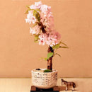 Egrow 50 Pcs/Pack Sakura Seeds Rare Sakura Cherry Blossom For Garden Flower Bonsai Tree Indoor Flowers Plants