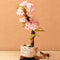 Egrow 50 Pcs/Pack Sakura Seeds Rare Sakura Cherry Blossom For Garden Flower Bonsai Tree Indoor Flowers Plants