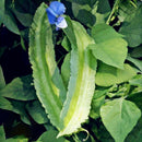 Egrow 20Pcs/Pack Winged Bean Seeds Asian Psophocarpus Tetragonolobus Bonsai Vegetable Plants Seeds