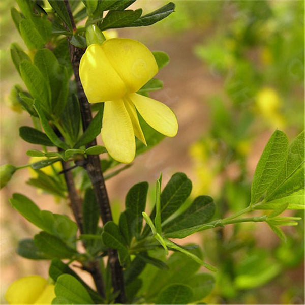 Egrow 60 Pcs/Pack Caragana Korshinskii Tree Seeds Caragana Korshinskii Tree Plant Korshinsk Peashrub