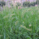 Egrow 100Pcs/Bag Dog Tail Grass Seeds Forage Seeds Dog Tail Grass Seeds for Home Garden Plants