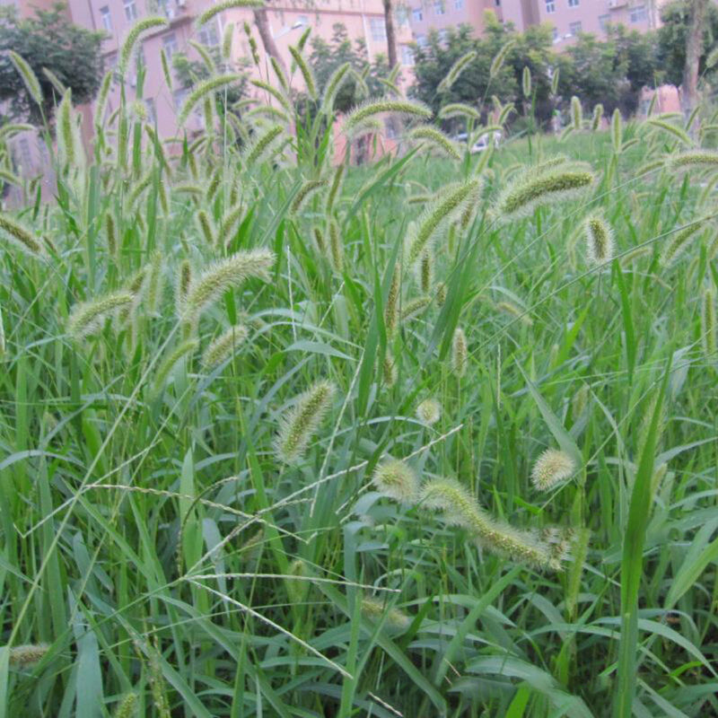 Egrow 100Pcs/Bag Dog Tail Grass Seeds Forage Seeds Dog Tail Grass Seeds for Home Garden Plants