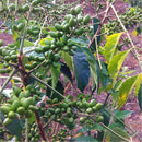 Egrow 40 Pcs/Pack Brucea Javanica Tree Seeds Brucea Javanica Plant Java Brucea Tree Herb