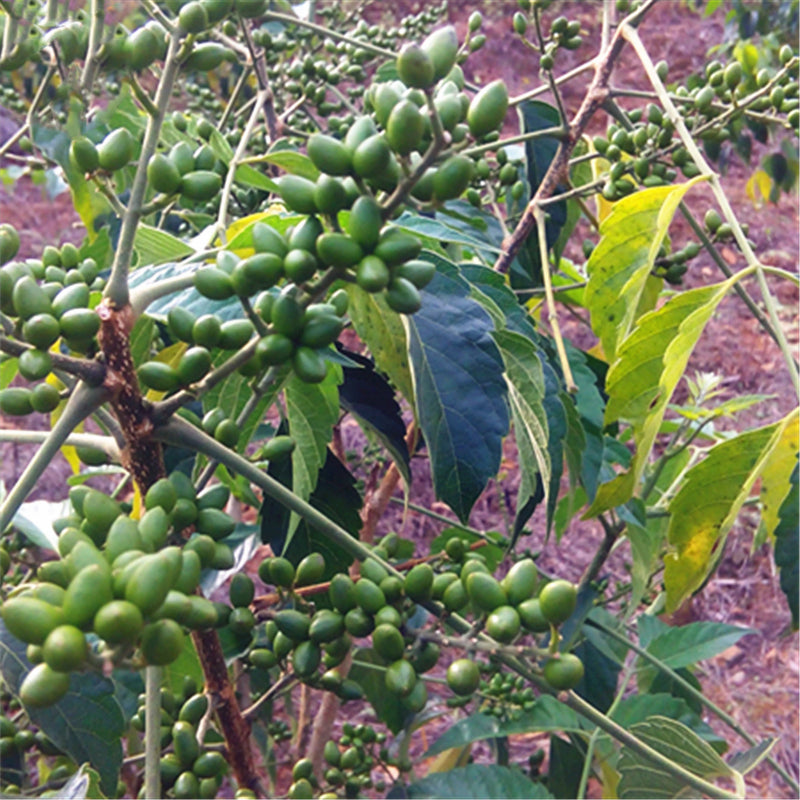 Egrow 40 Pcs/Pack Brucea Javanica Tree Seeds Brucea Javanica Plant Java Brucea Tree Herb