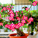 Egrow 10Pcs Adenium Obesum Seeds Balcony Flowers Rainbow Desert Rose Seeds