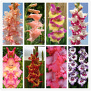Egrow 100 PCS Garden Plant Gladiolus Flowers Aerobic Indoor Potted Sword Lily Flower Seeds Bonsai