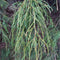 Egrow 60 Pcs/Pack Cypress Seeds  Line Cypress Tree Plant Chamaecyparis Pisifera Filifera