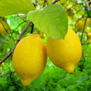 Egrow 20 Pcs/Pack Edible Yellow Lemon Seed Citrus Bonsai Home Garden Fresh Lemon Fruit Tree Seeds