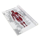 Muscle System Poster Anatomy Chart Human Body Educational Silk Cloth Home Decor